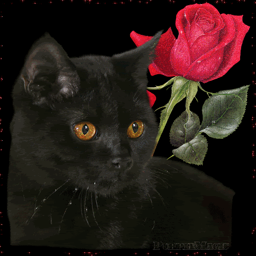 blackcatrose